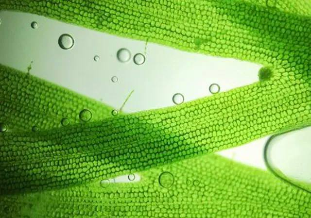 旋乐吧spin8科技